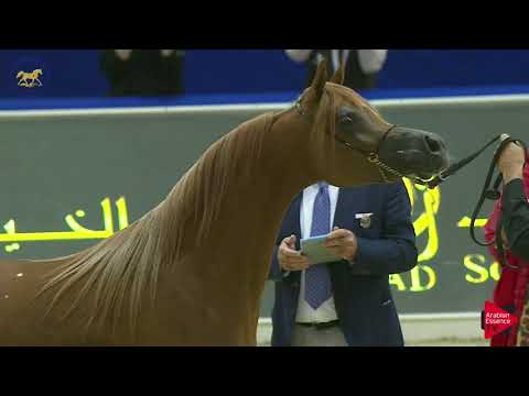 N 56 AJ BANAFSAJ   Dubai 2019   Fillies 2 years old Class 3