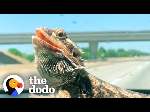 This Bearded Dragon is Almost Like a Dog