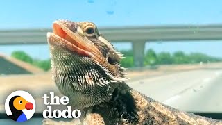 Bearded Dragon Comes Running When His Mom Calls Him | The Dodo Soulmates