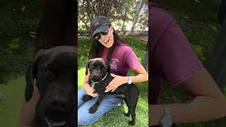 Video preview image #1 Puggle Puppy For Sale in Pasadena, CA, USA