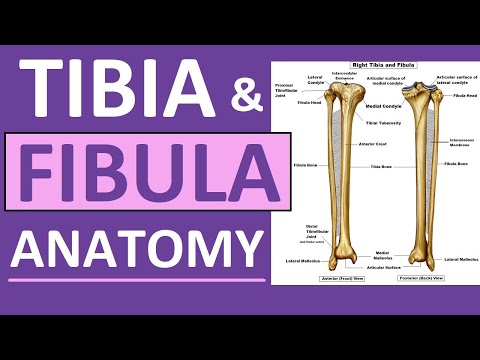 Tibia and Fibula Anatomy of Leg Bones | Anatomy & Physiology