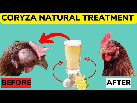 , title : 'CORYZA ORGANIC TREATMENT FOR CHICKEN'