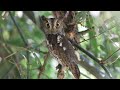 Oriental Scops Owl