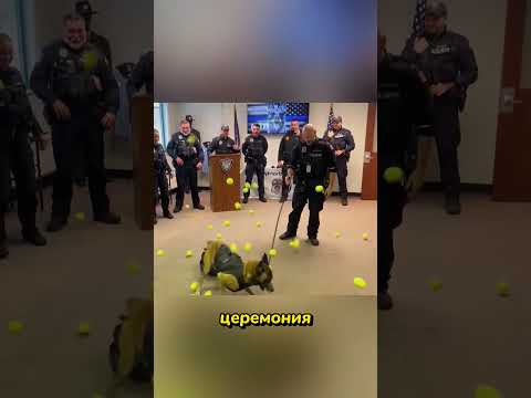 Сюрприз для героя: последний день службы #реакция #собака #k9