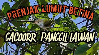 Download lagu PRENJAK LUMUT BETINA GACOR || PANCINGAN MAUPUN PIKAT AMPUH mp3