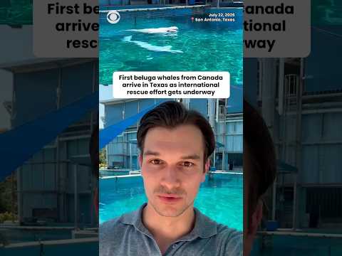 First beluga whales from Canada arrive in Texas as international rescue effort gets underway #shorts