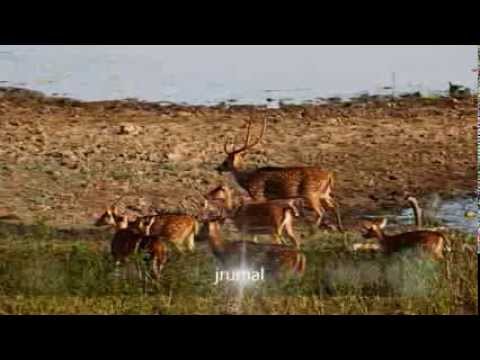 Enakota Enawaa - එනකොට එනවා