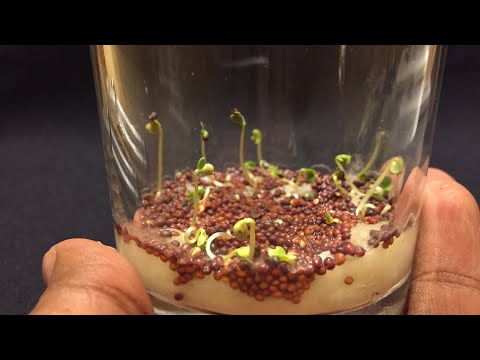Growing Mustard Seeds Time Lapse 4 Days