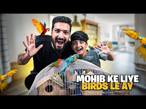 Mohib Ke Liye Birds Le Ay
