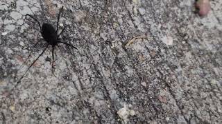 Araña
