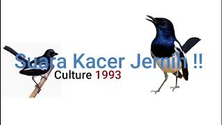 Download lagu SUARA BURUNG KACER GACOR, TERBAIK 2021!! Cocok buat masteran mp3