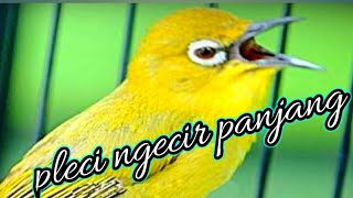 Download lagu pleci ngecir panjang perangsang birahi agar pleci buka paruh. mp3