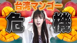 今が旬の台湾産マンゴーが風評被害で大打撃！みんなで食べよう！激うまマンゴー料理のレシピ大公開