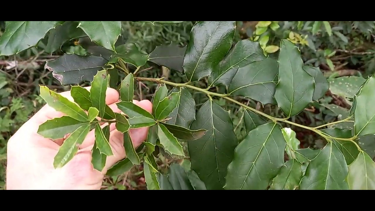 Espinheira Santa verdadeira e falsa, vc sabe qual