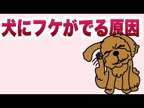 フケと脱毛のある犬 - 原因
