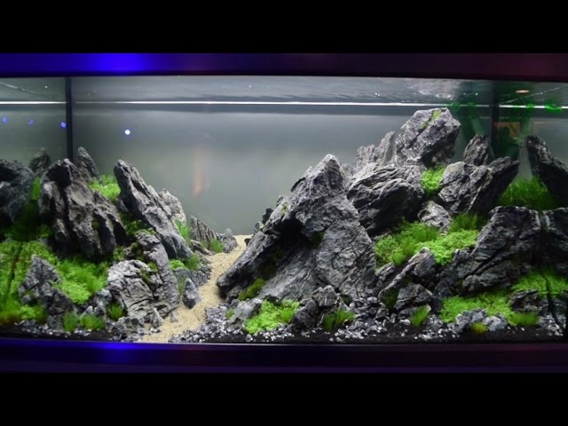 Aquascaping-Wettbewerb XL Tierwelt Magdeburg 2017