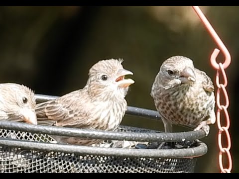 Time for these chicks to fledge!