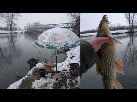 Zimsko pecanje Mrene i Skobalja na Feeder  *SNEG U MARTU