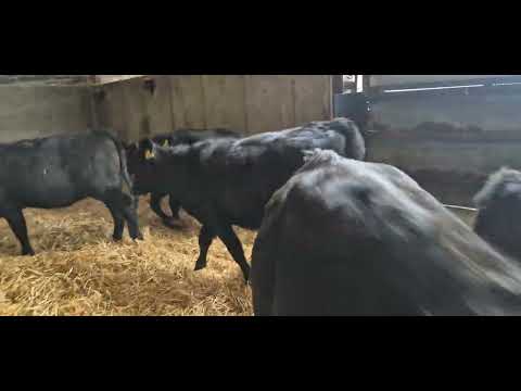 18 Quality Aberdeen Angus heifers for sale - Image 2