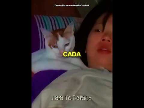 Este Gato Atacaba a Su Dueña Cada Noche! 😱🐱