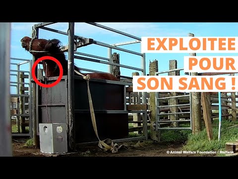 Fermes à sang : nouvelle enquête en Islande 🚨