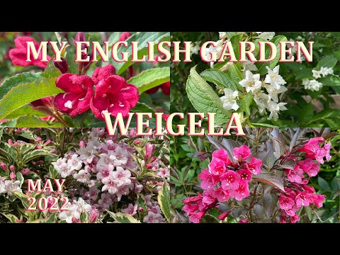 Weigela Tour - My English Garden - May 2022