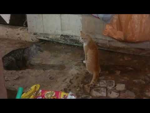 cats are angry 😠 😡 👿 😤 😑 fighting #catsarefighting #nazma crazy 🤪 😜 nazma crazy