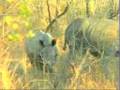 The Legend Of The Rhinos