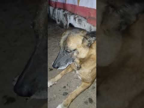 Tommy the dwarf dog, very old,  wise and mature though- Dharamrai Kheda Dhar MP in Narmada Parikrama