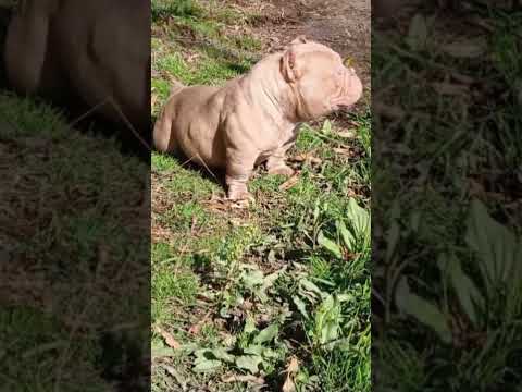 TITA LA BULLY NANO DE MONTERRICO JUJUY NO QUIERE METERSE AL AGUA 😂 | American Bully🦍💪🏻💣