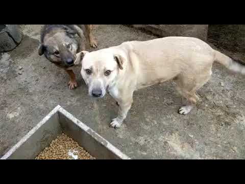 NOSHI (Ausgereist 18.06.2021) + TSCHONA (Ausgereist 07.05.2021)