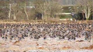 preview picture of video 'Pink-footed Geese on Montrose Basin'