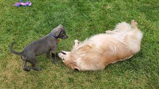 Pit Bull / Weimaraner Mix Puppy Running Around & Playing With English Cream Golden Retriever Dog