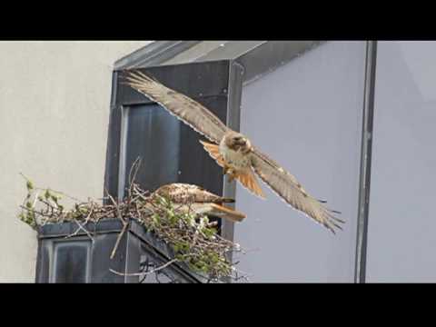 Red-tailed Hawks of Alewife - Third Chick