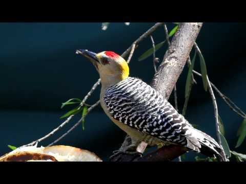 Hoffmann`s Woodpecker
