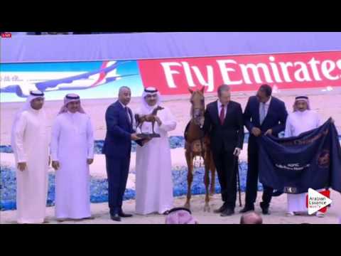 3RD-N.154 NOMAS AL KHALEDIAH II - Dubai 2016 - Yearling Colts Championship (Class 19)