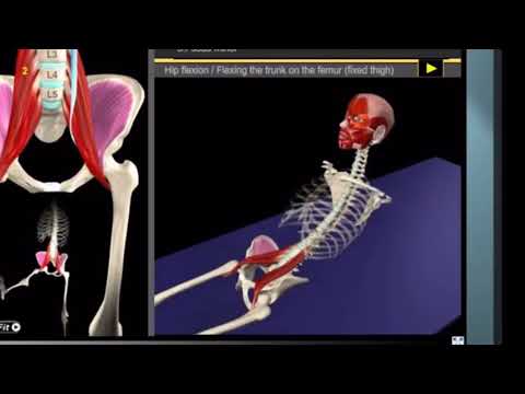 Iliopsoas Muscle Actions