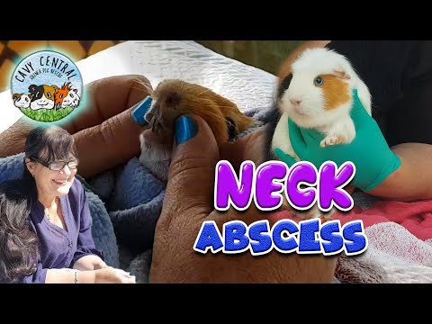 YouTube video about: Will an abscess kill a guinea pig?