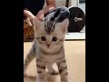 Happy Cat Catvideos Cat Funny