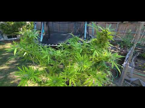 🔥 Mimosa Clone Experiment: What I Learned Growing a MASSIVE Plant! 🏆