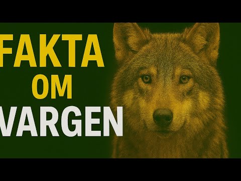 Fakta om vargen: Sveriges skygga jägare 🐺🌟