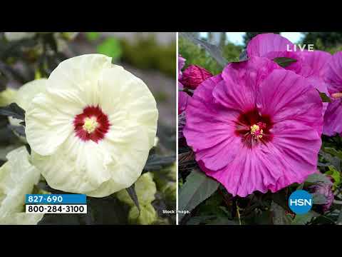 HSN | AT Home 03.24.2023 - 09 AM