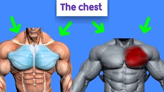 How to Build a Big Chest: Science Explained