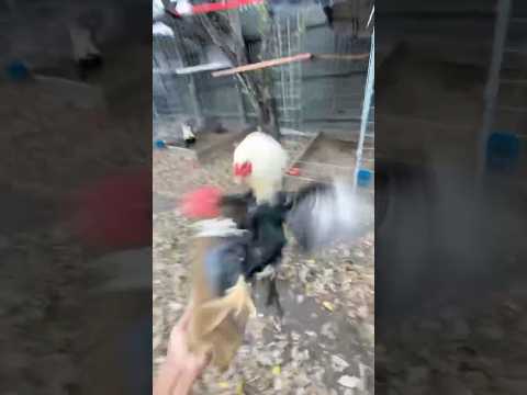 Gallo fino ray huskin grey x sweater gamefowl #chicken #gamefowlbreed #gallos #egg  #rooster #mexico