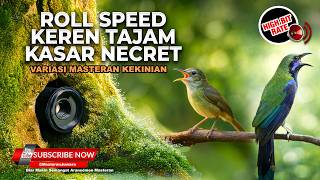 Download lagu 🔴Live Masteran Roll Speed Tajam Cucak Cungkok Gacor Grejaan vs Kolibri Manggar Betina Gacor mp3