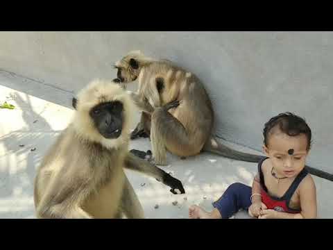 The baby goes nearest to langoors and Kids said "don't fear I am here"