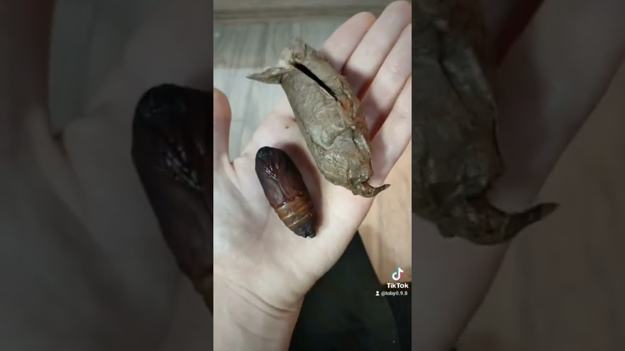 Giant Atlas Moth Cocoon Opening!!!!