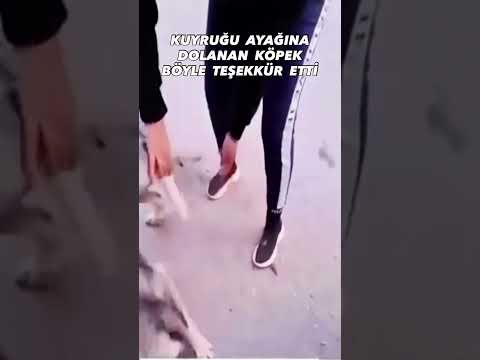 KUYRUĞU AYAĞINA DOLANAN KÖPEK KURTARICISINA BÖYLE TEŞEKKÜR ETTİ