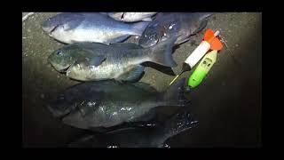 カゴ釣りで狙うメジナ