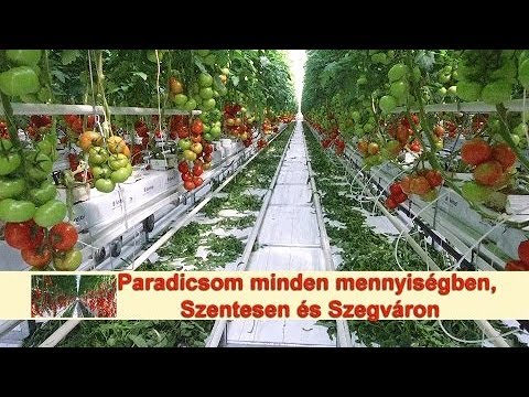 sprintelés gyorsabban lefogy)